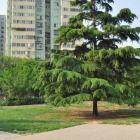 小區(qū)樹(shù)木沒(méi)管好 法院判物業(yè)公司賠償——從一起樹(shù)木損壞財(cái)產(chǎn)案談物業(yè)公司如何做好綠化管理