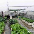 業(yè)主樓頂種菜、樓道堆雜物，物業(yè)可清理、業(yè)委會可起訴、公安可罰款！